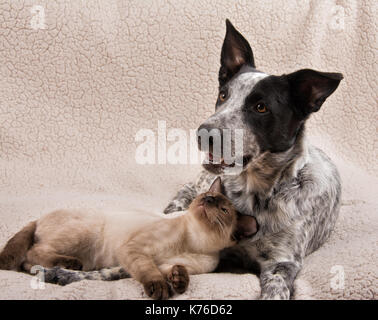 Junge Siamesische Katze und ein junger Hund, liegend auf einer weichen Decke, Katze am Hund suchen Stockfoto