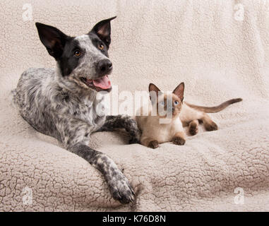 Junger Hund und Katze liegen nebeneinander auf einer weichen Decke, mit Blick auf das Recht des Zuschauers Stockfoto