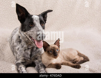 Adorable junger Hund und Katze liegend kuschelte sich auf einem weichen Fleece Decke, auf der rechten Seite der Viewer Stockfoto