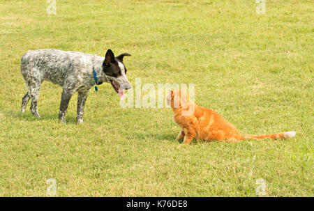 Ginger tabby Katze und einem Spotted Dog in einem Unentschieden, mit dem aufdringlichen Hund versuchen, persönlichen Raum der Katze wegnehmen, und Katze stehend seinen Boden Stockfoto