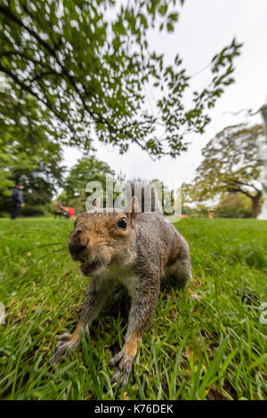 Graue Eichhörnchen im Regent's Park, London Stockfoto