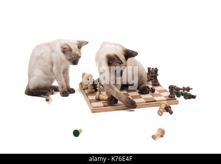 Siam kitten klopfen Schachfiguren, während ein anderes, auf weißem Hintergrund Stockfoto