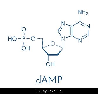 Desoxyadenosintriphosphat Monophosphat (feuchten) Nucleotide Molekül. DNA-Baustein. Skelettmuskulatur Formel. Stock Vektor