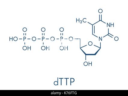 Thymidin-analoga-triphosphat (TTP) Nucleotide Molekül. DNA-Baustein. Skelettmuskulatur Formel. Stock Vektor