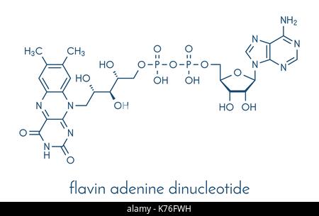 Flavin-adenin-dinucleotid (FAD) redox Coenzym Molekül. Skelettmuskulatur Formel. Stock Vektor