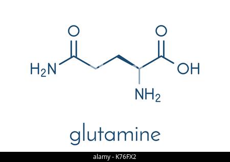 Glutamin (L-Glutamin, Gln, Q) Aminosäure Molekül. Skelettmuskulatur Formel. Stock Vektor