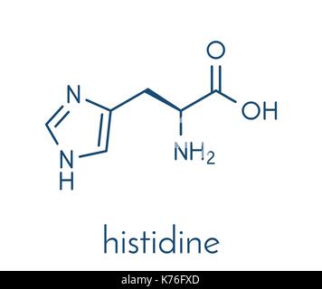 Histidin (l-Histidin, seine, H) Aminosäure Molekül. Skelettmuskulatur Formel. Stock Vektor