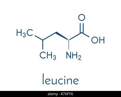 Leucin (l-Leucin, Leu, L) Aminosäure Molekül. Skelettmuskulatur Formel. Stock Vektor