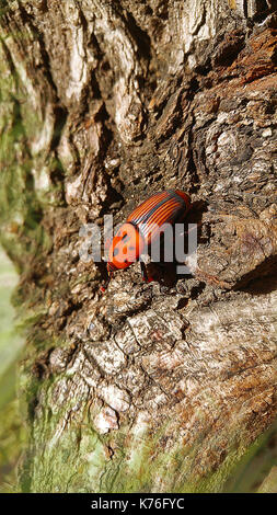 Gehörnte gigant Palm Rüsselkäfer auf einer Amtsleitung. Leere Raum für Editor's Text. Stockfoto