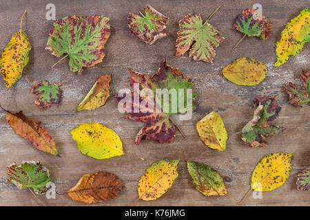 Blätter im Herbst auf einer hölzernen Hintergrund Planken mit verstreuten bunte Blätter im Herbst in verschiedenen Farben Stockfoto