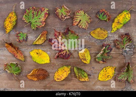 Blätter im Herbst auf einer hölzernen Hintergrund Planken mit verstreuten bunte Blätter im Herbst in verschiedenen Farben Stockfoto