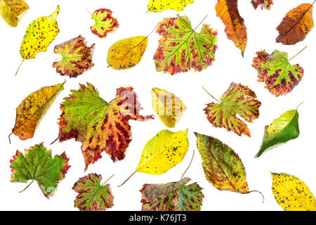 Bunt verstreuten Blätter. Bunte Blätter im Herbst Kollektion auf weißem Hintergrund Stockfoto