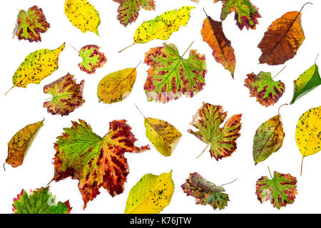 Bunt verstreuten Blätter. Bunte Blätter im Herbst Kollektion auf weißem Hintergrund Stockfoto