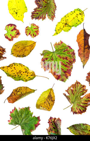 Bunt verstreuten Blätter. Bunte Blätter im Herbst Kollektion auf weißem Hintergrund Stockfoto