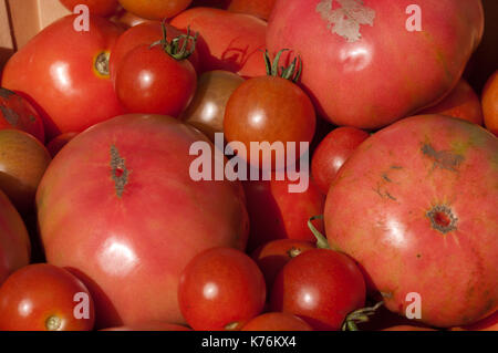 Scheffel mit frisch Hand gefüllt abgeholt Bio Tomaten an einem lokalen Farm. Stockfoto