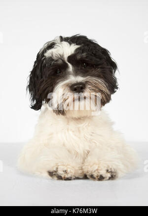 Porträt eines Hundes Stockfoto