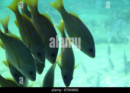 Schwarm von blau-stripe Schnapper (Lutjanus Kasmira) Stockfoto