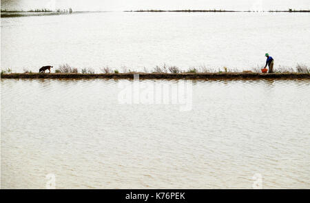 Man Fische fangen auf überschwemmten Feld, wenn Überschwemmungen Jahreszeit, Bauernhof mit Wasser gefüllt, Landwirt, Fische zu fangen von Fischen im Mekong Delta, Vietnam net Stockfoto