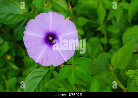 Morning glory Blume auf dem Hintergrund der Green leaf Zaun Stockfoto