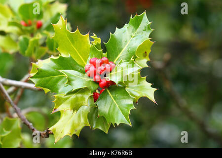 Stechpalme (Ilex Aquifolium) Niederlassung und Früchte Stockfoto