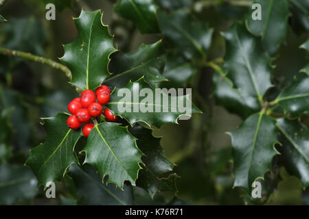 Holly Zweige mit Früchten (Ilex Aquifolium) Stockfoto