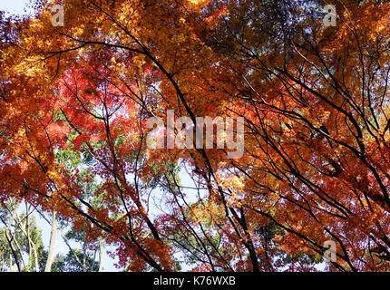 Landschaft von Rikugien Garten im Herbst in Tokio, Japan. Rikugien ist oft die Tokyo schönsten japanischen Landschaft Garten angesehen Stockfoto