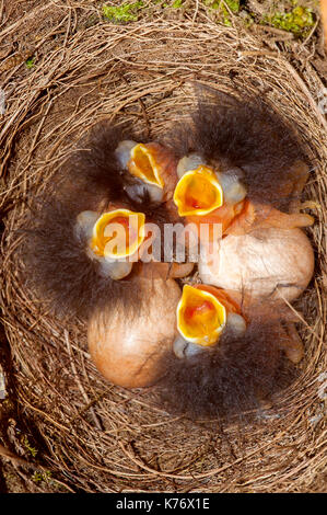 Robin (Erithacus Röteln) Jungtiere und Eier Stockfoto