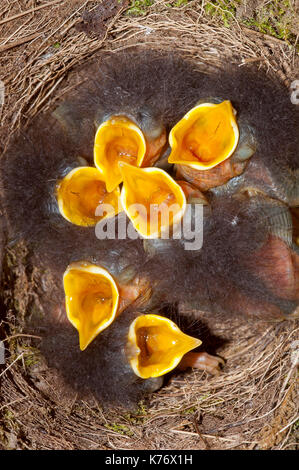 Robin (Erithacus Röteln) Schlüpflinge Betteln Stockfoto