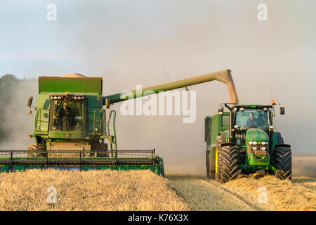 Weizenernte. Mähdrescher Entladen von Getreide mit einem Traktor und Anhänger, Nottinghamshire, England, Großbritannien Stockfoto