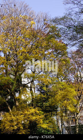 Bäume im Herbst bei Rikugien Garten in Tokio, Japan. Rikugien besteht aus einem kleinen Teich, Bäume und Hügel. Stockfoto