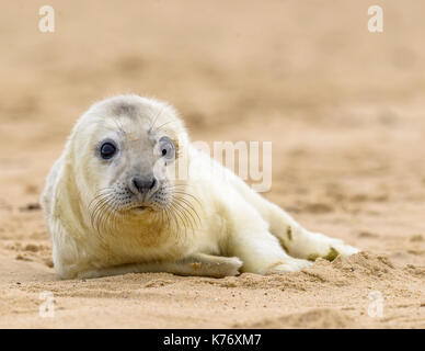 Cute Grau SEAL Pup auf Winterton/Horsey Lücke Strand/North Norfolk/England/UK/britische Insel. Stockfoto