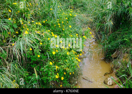 Unkraut Mexikanische Sonnenblume (Tithonia diversifolia) mit dem kleinen Fluss Stockfoto