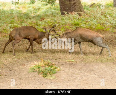Rotwild Hirsche Spurrinnen an Richomond Deer Park Central London/England/UK/Britische Ilses