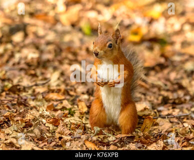 Eichhörnchen bei Tageslicht/Sonnenschein Brownsea Island/Poole/Hampshire/Southern England/UK/Britischen Inseln Stockfoto