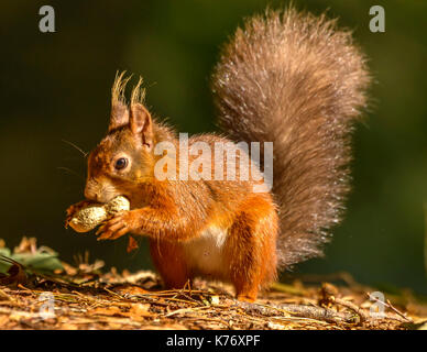 Eichhörnchen bei Tageslicht/Sonnenschein Brownsea Island/Poole/Hampshire/Southern England/UK/Britischen Inseln Stockfoto