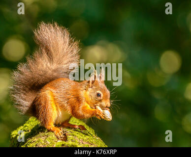 Eichhörnchen bei Tageslicht/Sonnenschein Brownsea Island/Poole/Hampshire/Southern England/UK/Britischen Inseln Stockfoto