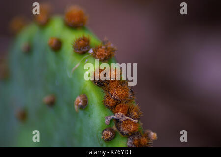 Makrofoto eines Kaktus mit kleinen Nadeln aus dem Lake Mineral Wells State Park in Texas. Stockfoto