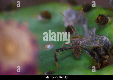 Makrofoto eines Texas Leaf-footed Bug auf einem Prickly Pear Cactus, aufgenommen im Lake Mineral Wells State Park in Texas. Stockfoto