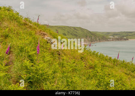 Suchen vom Startpunkt entlang der Küste der Bucht zu hallsands - South Devon, Großbritannien. Stockfoto