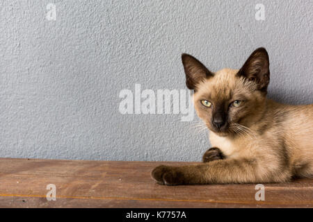 Braune Katze lag auf einem Holzboden. Stockfoto