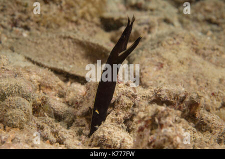 Juvenile ribbon eel (Rhinomuraena quaesita) Nago, Okinawa, Japan Stockfoto