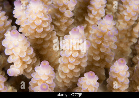 Acropora hyacinthus verzweigten Korallen aus der Nähe. Okinawa, Japan Stockfoto