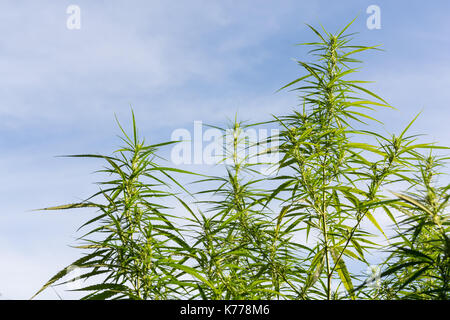 Cannabis hoher Qualität. Marihuana. Hanf. Cannabis, Marihuana Bud auf Vordach von Indoor Cannabis Pflanzen mit flachen Vintage Style. Stockfoto