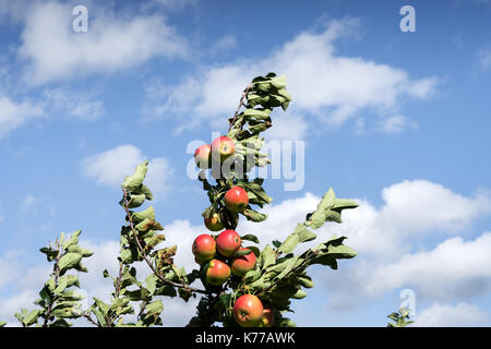 Äpfel in der Wind im Alten Land in der Nähe von Hamburg, Deutschland Stockfoto