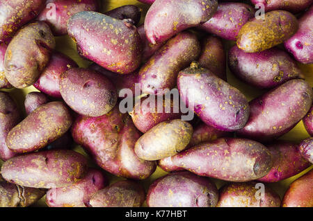 Bündel der Ganze rote Kartoffeln bilden Hintergrund Stockfoto