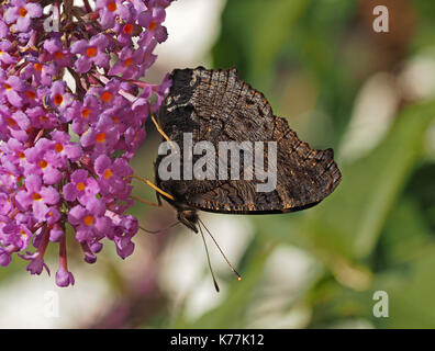 Detail von der Unterseite des Tagpfauenauges mit geschlossenen Flügeln Fütterung auf Buddleja Sommerflieder oder allgemein als Schmetterling Bush in Cumbria, England, UK Stockfoto