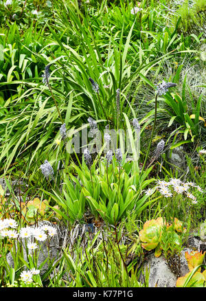 Scilla natalensis ist eine Glühbirne, die mehrjährige Kraut in den Scilla Gattung. Stockfoto