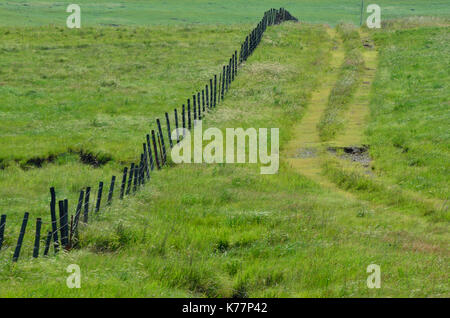 Holz Pfosten Zaun erstreckt sich auf einem grasbewachsenen Hügel neben einem Weg von reifenspuren in Oklahoma. Stockfoto