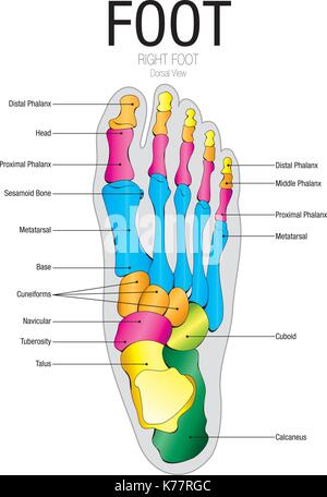 Diagramm der Fuß Dorsalansicht mit Teilen Name - Vektorbild Stock Vektor