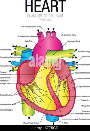 Diagramm der Herzen anteriore Ansicht mit Teilen Name - Vektorbild Stock Vektor